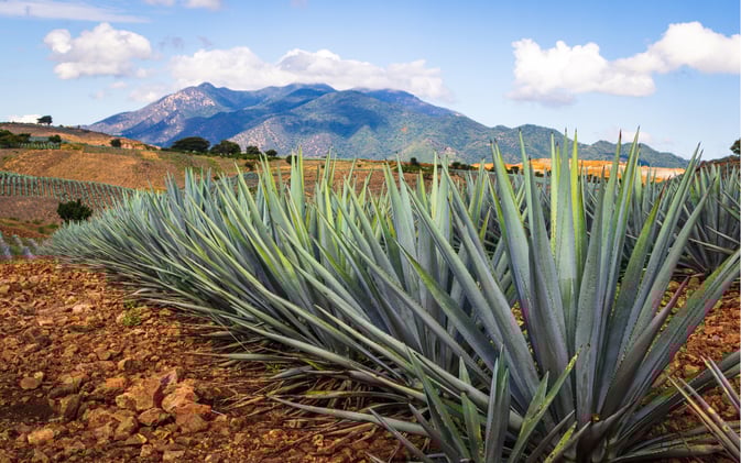 RICO Charges For Tequila?! All the Latest on yet another Class Action Lawsuit Diageo is Facing