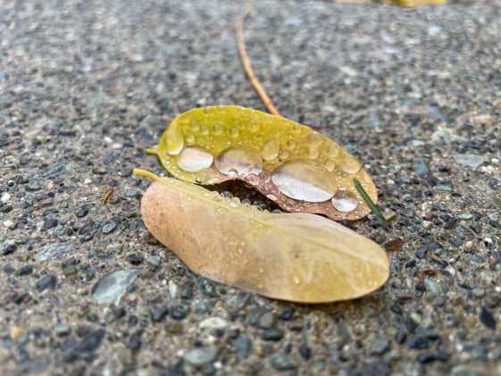 Turning In: Fall Focus Reflections