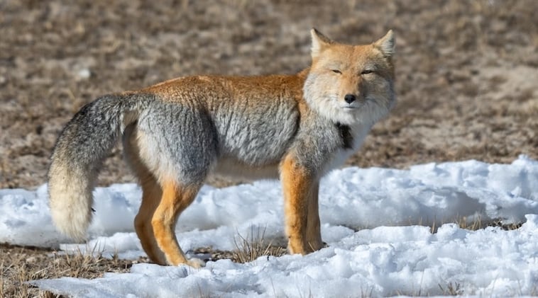 🫚 Ginger hack, sound bath science, rarest fox