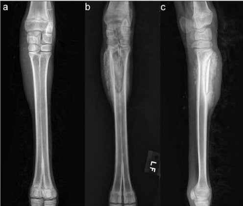Not Just Trauma: Why Bone Sequestra in Camelids Behave Differently