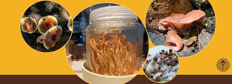 New Evidence Suggests Cordyceps May Help Aerobic Performance