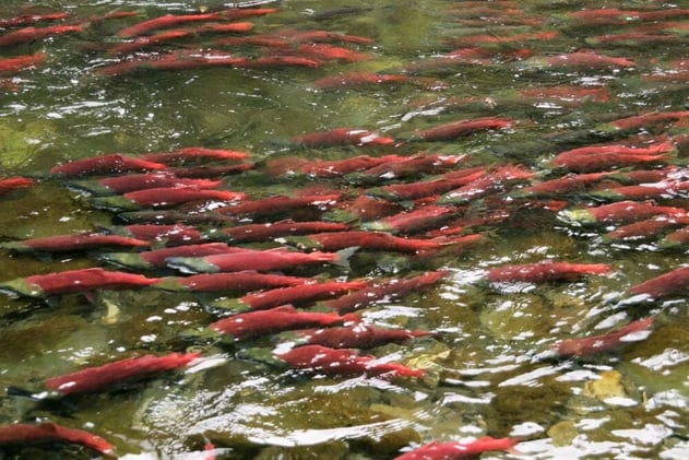 Sockeye Salmon 101: Habitat, History & How to Catch Them