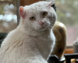From Unemployed to Un-fur-gettable: George Lands the Purr-fect Job