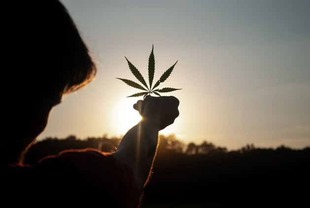 The Top 10 Cannabis Strains for Creativity and Productivity