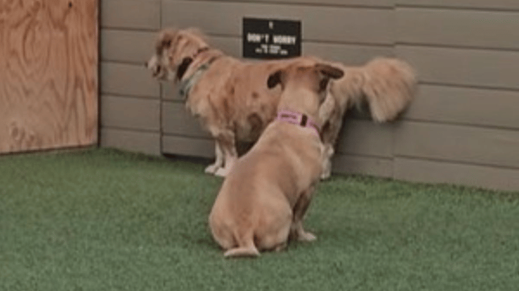 Dog park wholesomeness 🐾