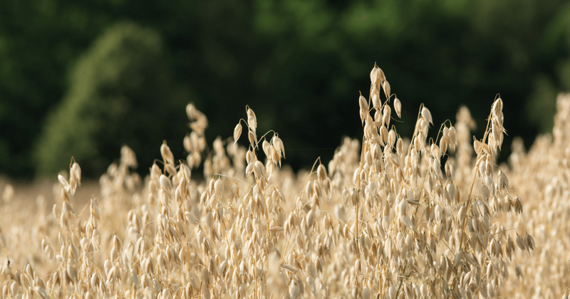 Oats