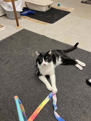 Adoptable Pets: March 2025