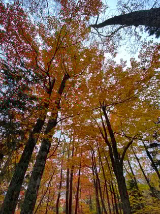 Cornerstone of Growth