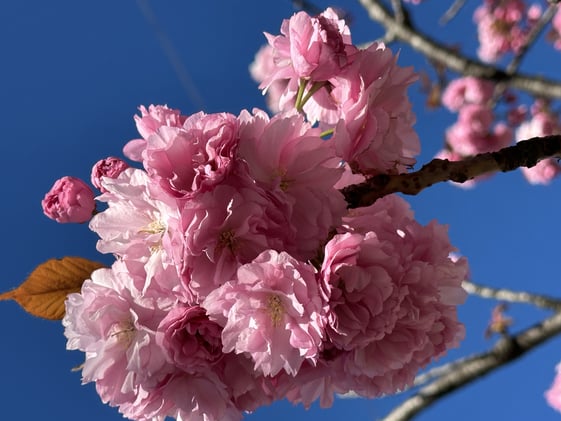 NL 9.2: THE FALL OF ICARUS