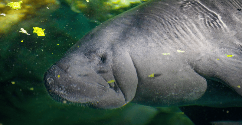 ☀️EPCOT has a new Manatee?