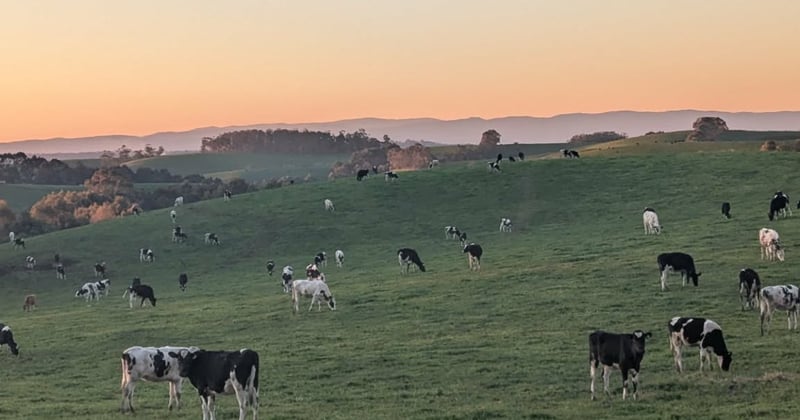 🦎 Honey at risk & offshore rigs