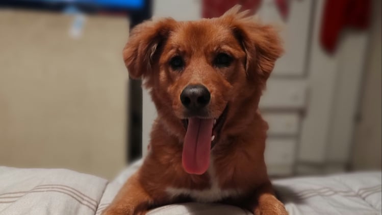 🐕 How to make your dog's holiday extra special