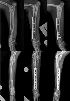 Small Plates, Strong Results: How 1.5-mm Locking Plates Perform in Toy-Breed Antebrachial Fractures