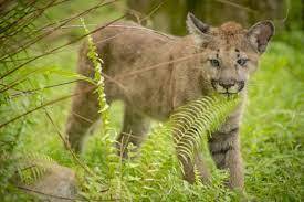A 3-month-old Florida Panther dies after a crash in Collier County.