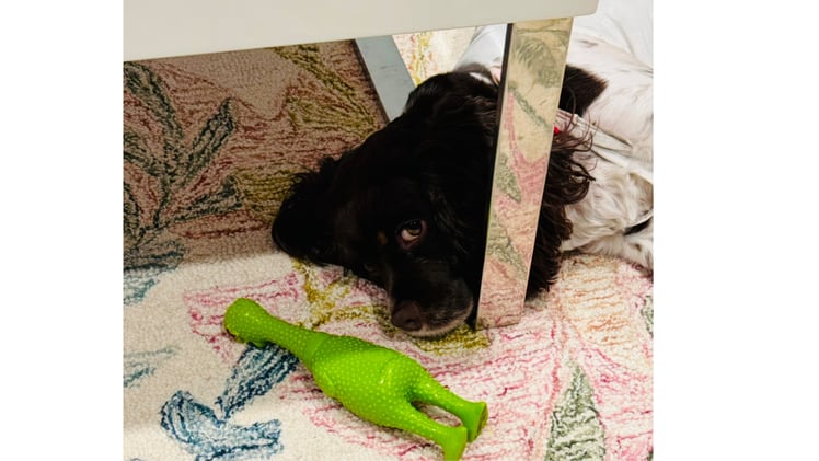  🐾 Why Do Dogs Treat Their Toys Like Puppies? 🐾