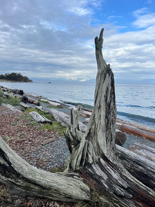 By the Ocean in Nanaimo