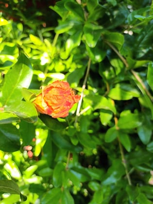 Growing Fruit & Nut Trees Organically in Cape Town 