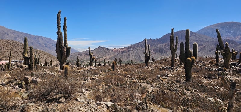 My Relationship Status: Emotionally Entangled with Three Cities and Possibly a Llama