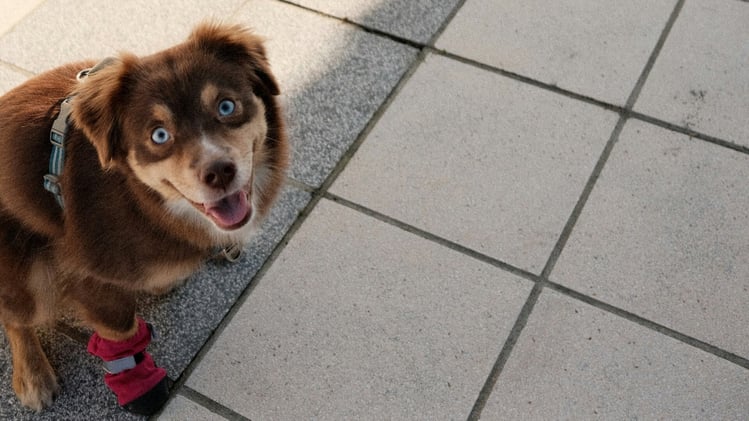 🐕 Why your dog won’t stop licking