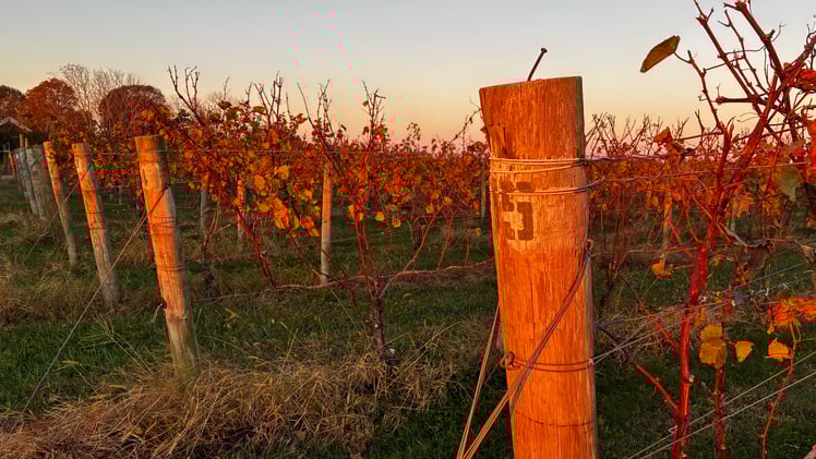 This Morning's Bulletin — 11.21.25