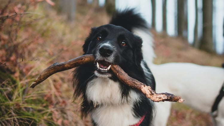 🐕 5 signs it's time to change your dog's food