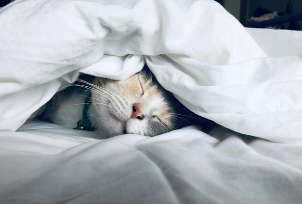 Revenue While You Sleep