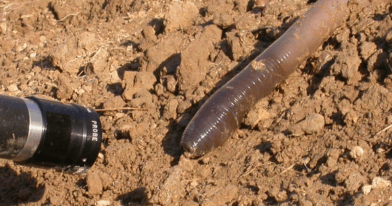 Have you heard strange gurgling on your farm? It could be a colony of Gippsland Giant Earthworms