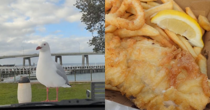 WATCH: San Remo Fisherman's Co-op review