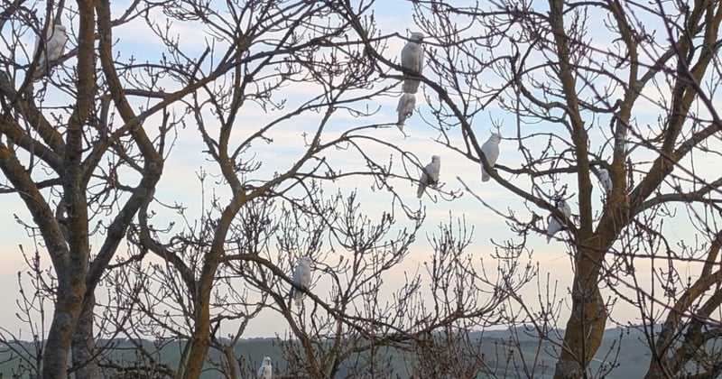 Newsletter: How to keep cows cool