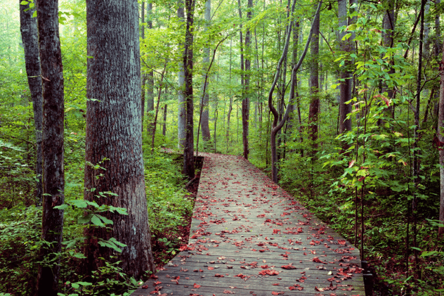 📘Town of Cary's Annual Burning?