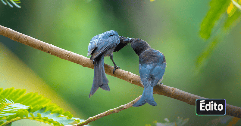 Porter « la voix de la nature » avec la Ligue pour la Protection des Oiseaux