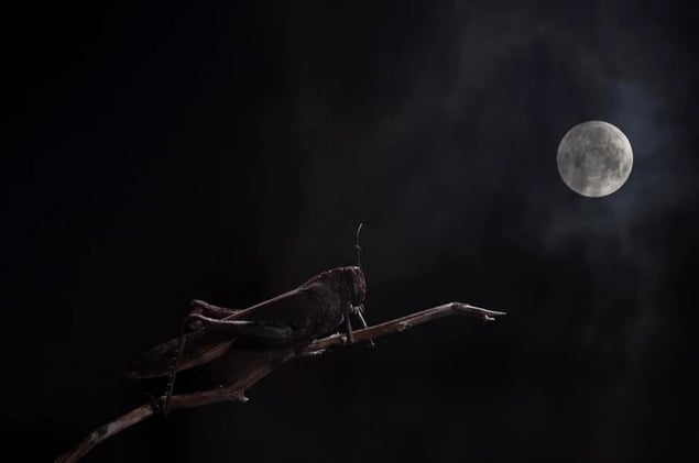 Arte y Conservacion: La cumbre del clima en Brasil, gatos domésticos, y el Bosque de Oma