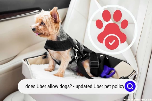Does Uber Allow Dogs? (2024 Updated Uber Pet Policy)
