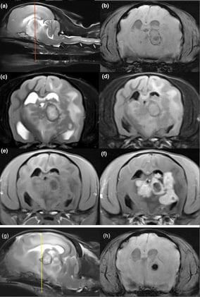 Cladophialophora Brain Infection in a Young Dog Mimics Tumor on MRI