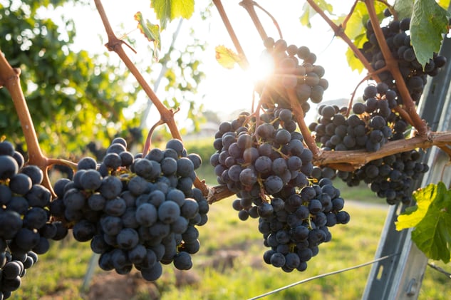 Mildew Vs. Hybrid Grapes: Who is Winning? // Ohio Wine Shipping Ban Struck Down by Federal Court