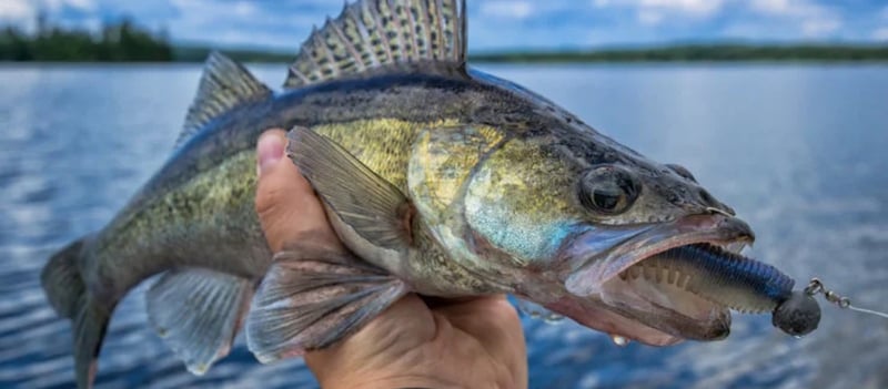 The Complete Guide to Walleye Fishing Success