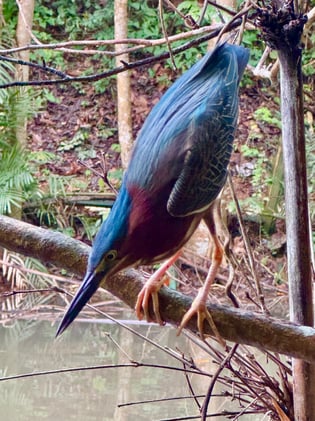 Spring Reflections: conscientious objectors, herons, and a lot of community events to look forward to