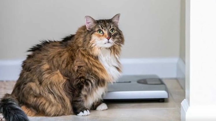 Edição 397 - 19/12/2025