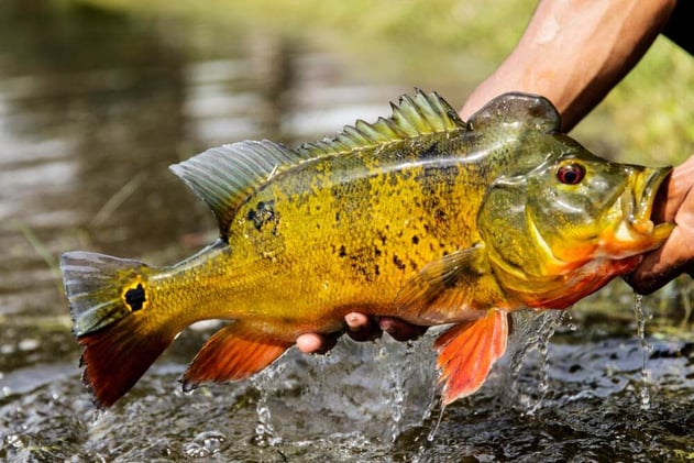 What Every Angler Should Know About Peacock Bass