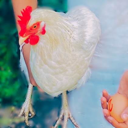 Chicken and Egg in Cyber.