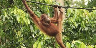 Four new orangutans have arrived at the Naples Zoo.