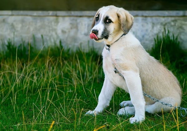 Why Does It Take Your Dog So Long To Poop Outside?