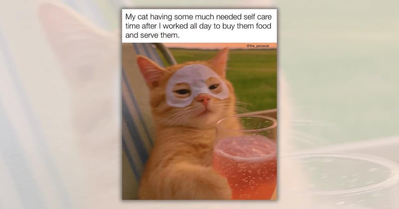 Now That's What We Call Cat (Memes)! 