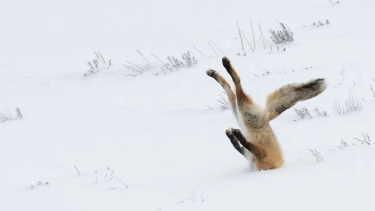 Comedy Wildlife Photography Awards: estos son los simpáticos finalistas