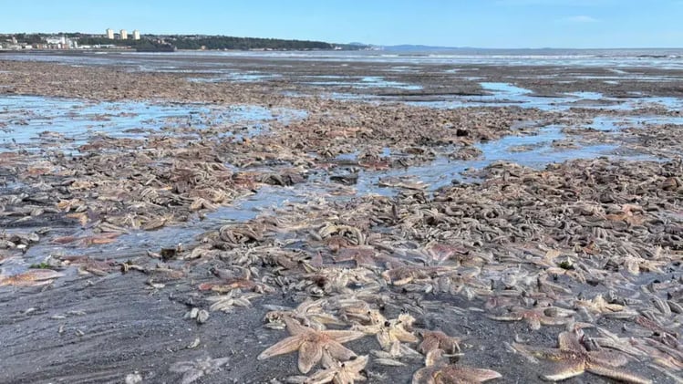 🧭 Starfish Blanket Fife Beach