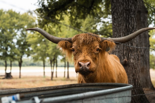 Apple core 🍎 pinball machine?!?
