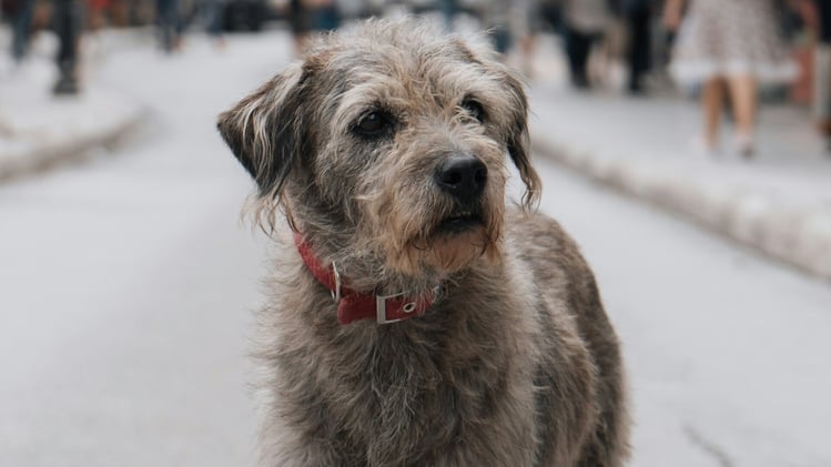 🐕 The Target trip that changed a dog’s life