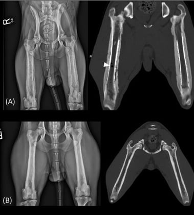 Intramedullary Gas on CT: Recognizing Emphysematous Osteomyelitis in Dogs Before It’s Too Late