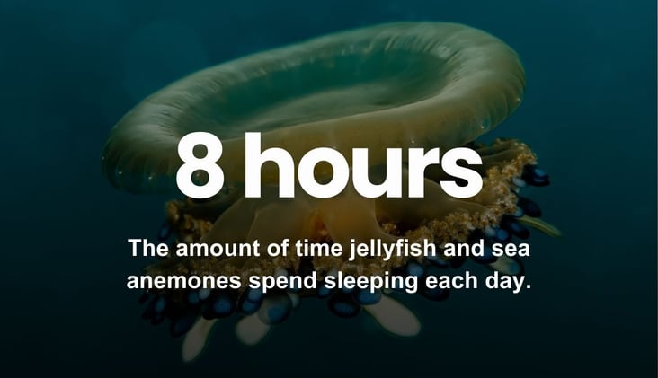 🌅 What Jellyfish Sleep Tells Us About Brain Evolution