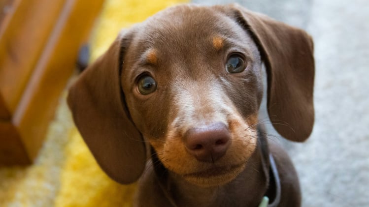 🐕 What to do if your dog eats chocolate